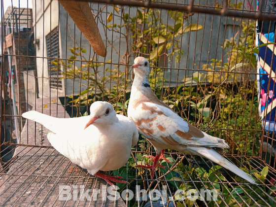 Australian dove